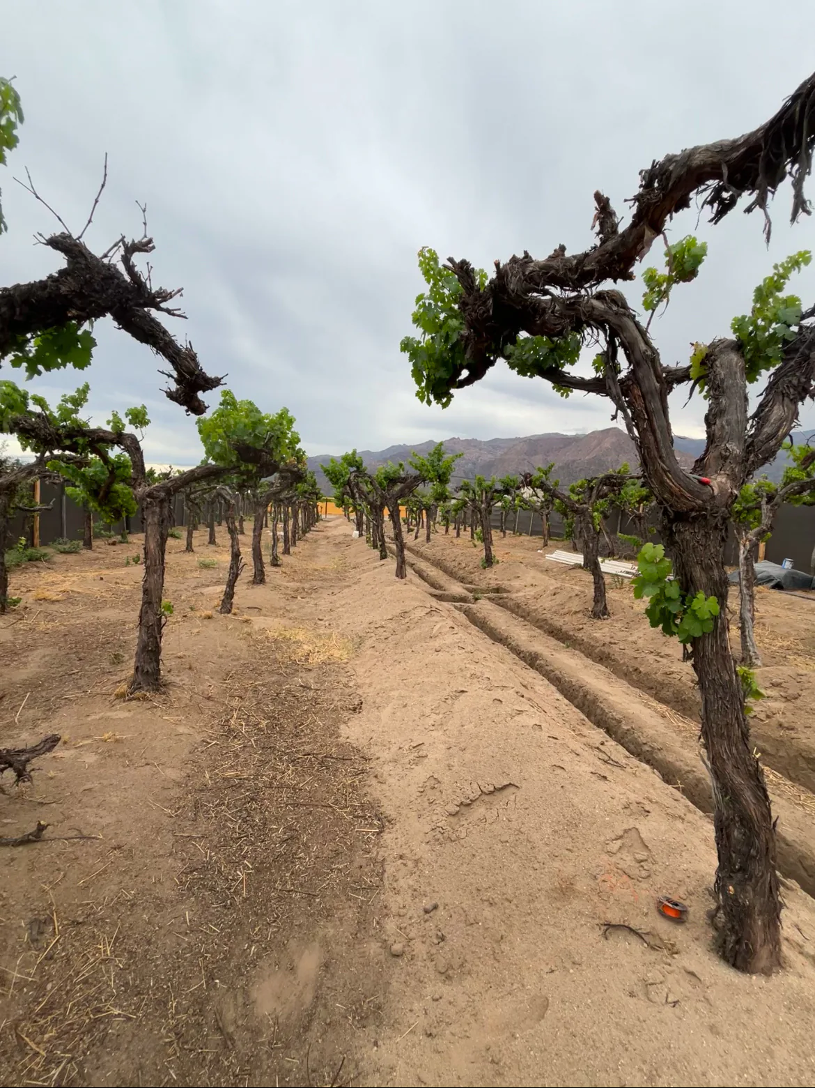 Foto de cepas viejas de vid, de troncos retorcidos, en hileras sobre tierra arenosa con surcos de riego, bajo un cielo nublado y con cerros al fondo.